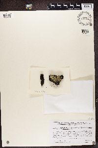 Coccocarpia palmicola image