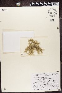 Usnea strigosa image