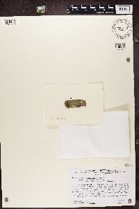 Chrysothrix caesia image