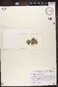 Parmelia squarrosa image