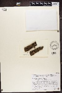 Cladonia incrassata image