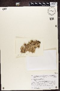 Lobaria quercizans image
