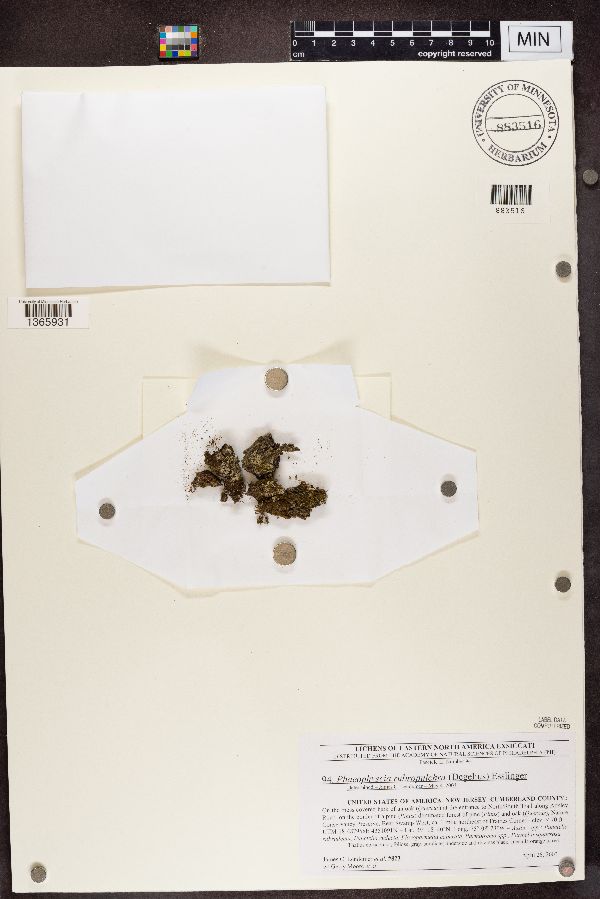 Phaeophyscia rubropulchra image