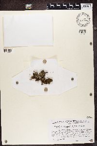 Media resource of Phaeophyscia rubropulchra