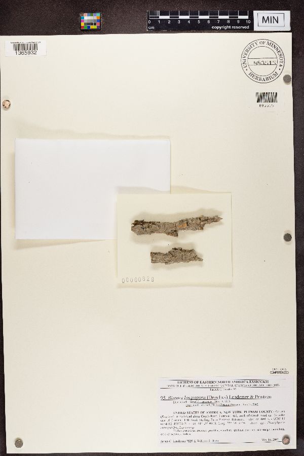 Biatora longispora image