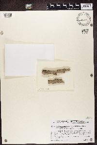 Media resource of Biatora longispora