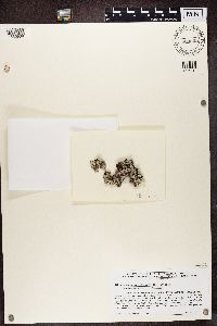 Hypogymnia physodes image