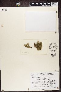 Usnea strigosa image