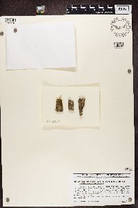 Biatora longispora image