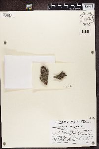 Chrismofulvea dialyta image