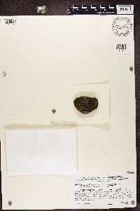 Candelariella vitellina image