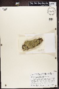 Punctelia appalachensis image