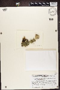 Usnocetraria oakesiana image