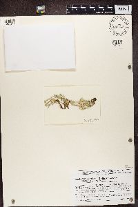 Cladonia verticillata image