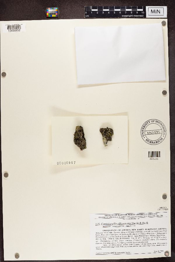 Candelariella efflorescens image