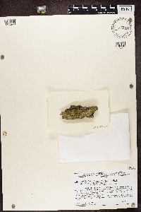 Candelariella efflorescens image