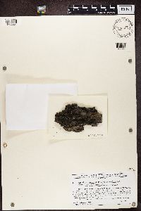 Trapeliopsis flexuosa image