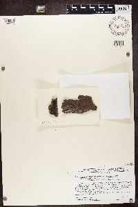 Hypocenomyce scalaris image