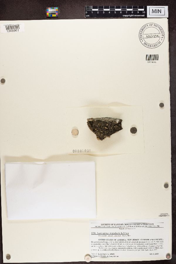 Sarcogyne regularis image