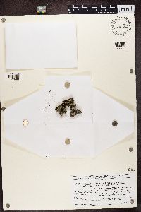 Phaeophyscia pusilloides image