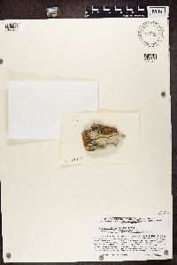 Media resource of Lecanora thysanophora