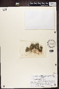 Pycnothelia papillaria image