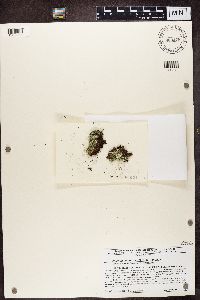 Cladonia coniocraea image