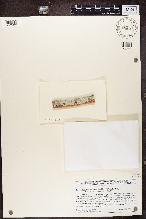 Ochrolechia arborea image