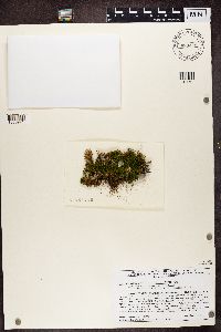 Peltigera neckeri image