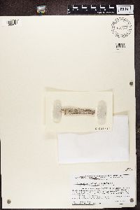 Mycocalicium subtile image