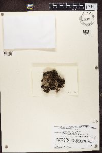 Peltigera rufescens image