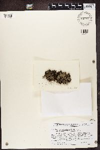 Peltigera neckeri image