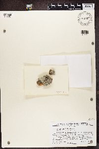 Physcia stellaris image