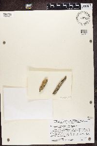 Lecanora symmicta image