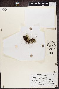 Cladonia grayi image