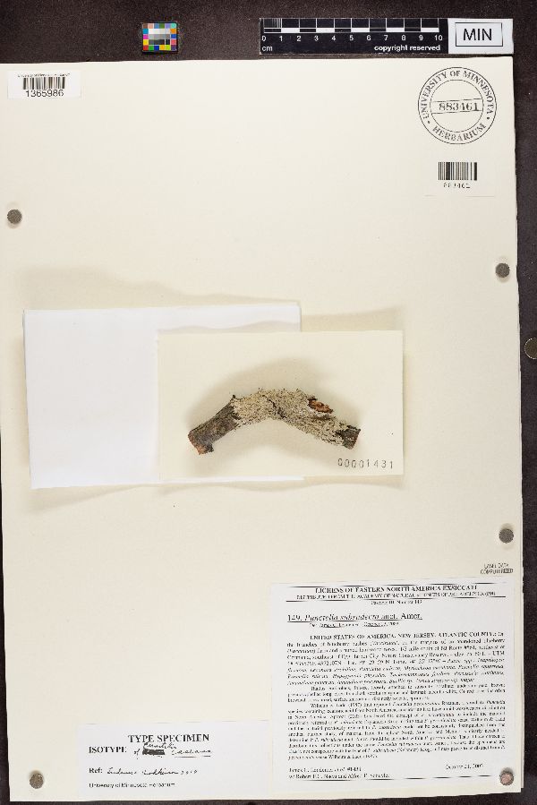 Punctelia subrudecta image