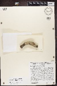 Media resource of Punctelia subrudecta