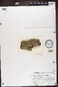 Cladonia parasitica image