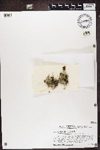 Lepraria finkii image