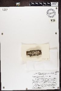 Lecanora hybocarpa image