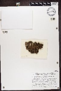 Peltigera praetextata image