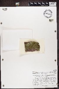 Xanthoparmelia conspersa image