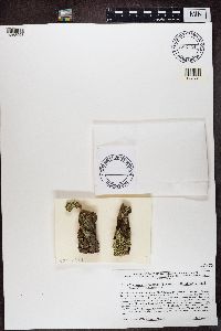 Image Associated With the Occurrence