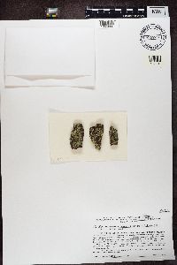 Xanthoparmelia conspersa image