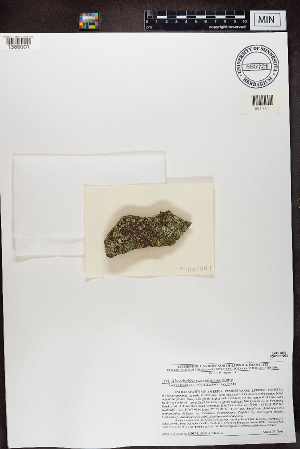 Abrothallus caerulescens image