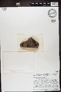 Rhizocarpon reductum image