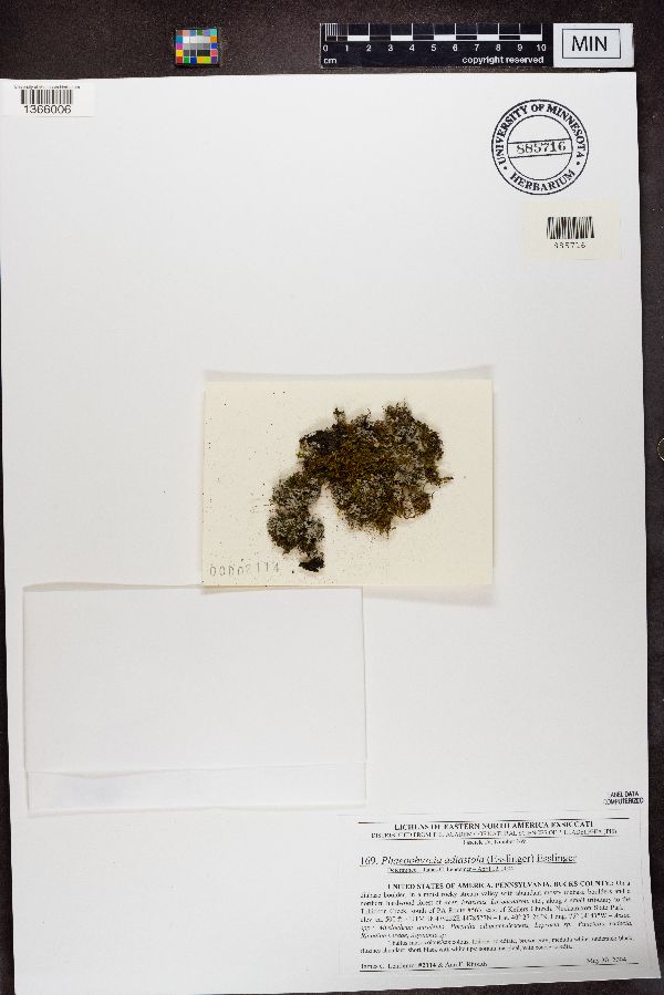 Phaeophyscia adiastola image