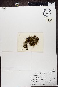 Media resource of Phaeophyscia adiastola