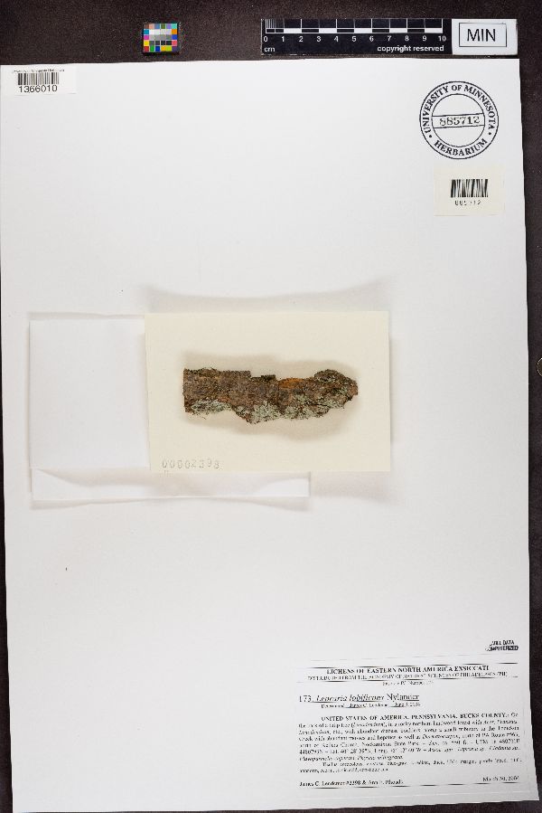 Lepraria finkii image