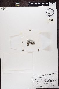 Media resource of Physconia leucoleiptes